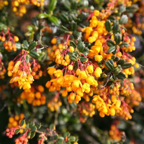 how much berberine in barberries